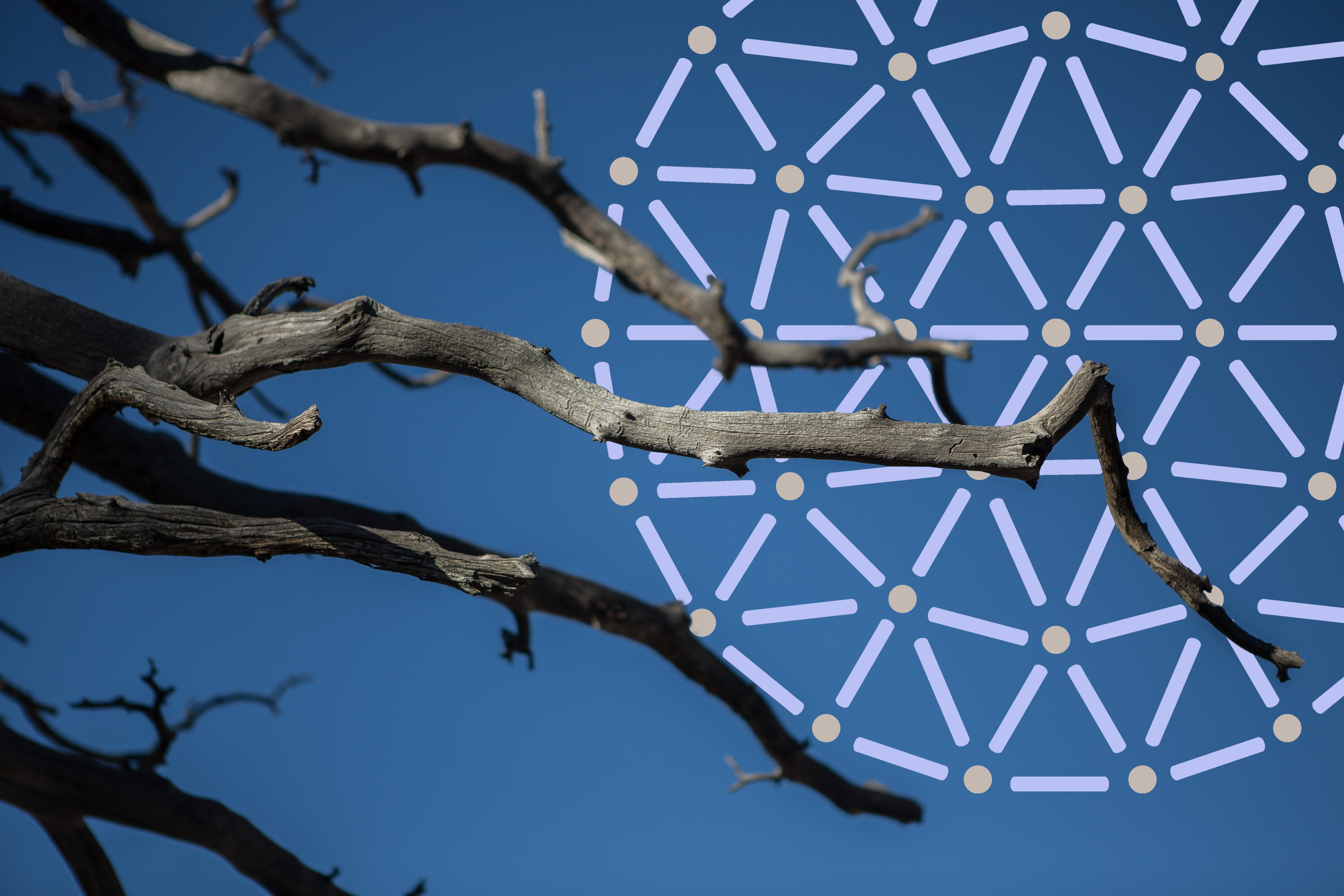 “Rooted Topology” by Pipe Yanguas, featuring bare tree branches extending across a blue sky overlaid with a white geometric network of dots and lines.