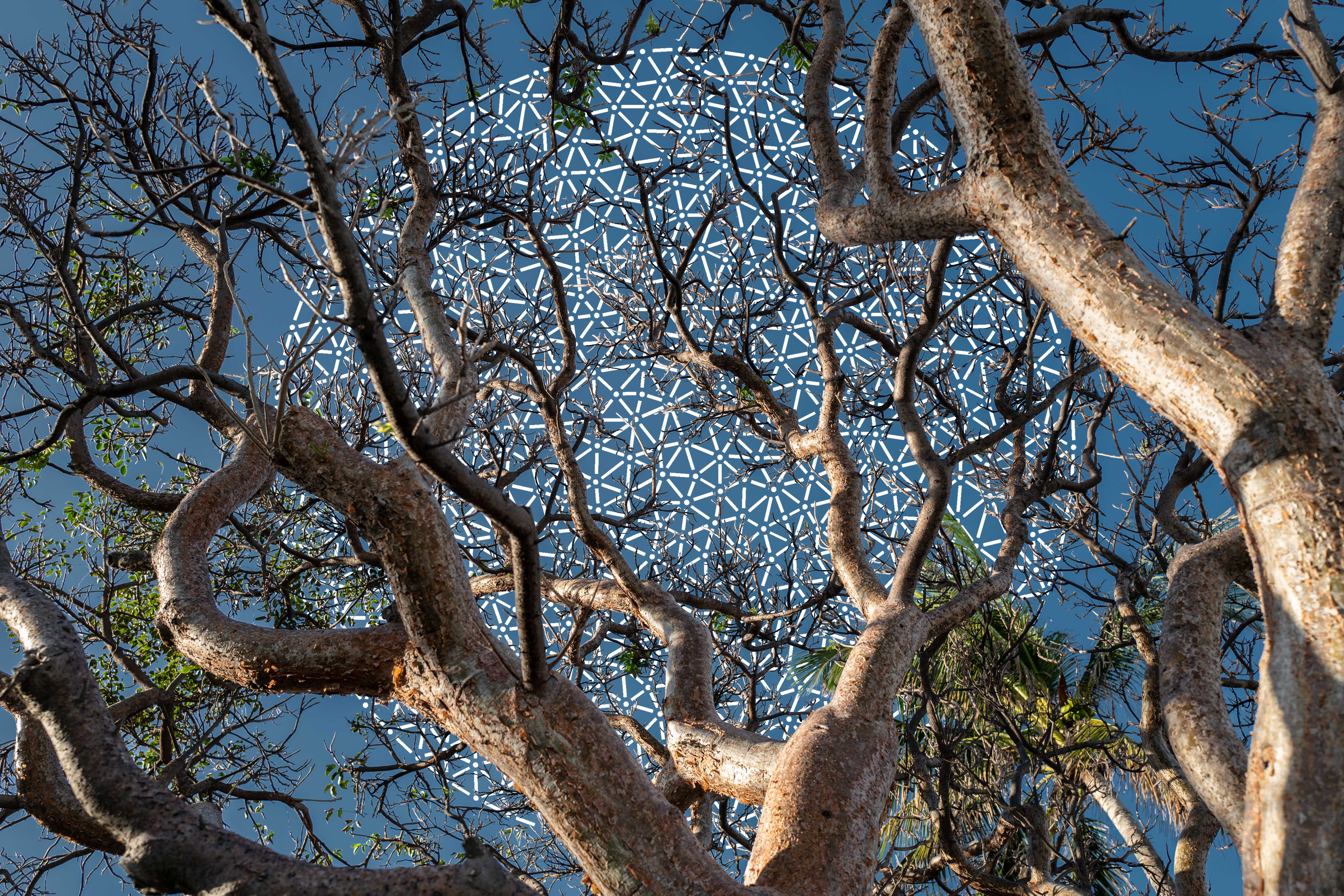 “Skywoven Branches” by Pipe Yanguas, featuring a canopy of intertwining tree branches against a blue sky overlaid with an intricate network of geometric dots and lines.